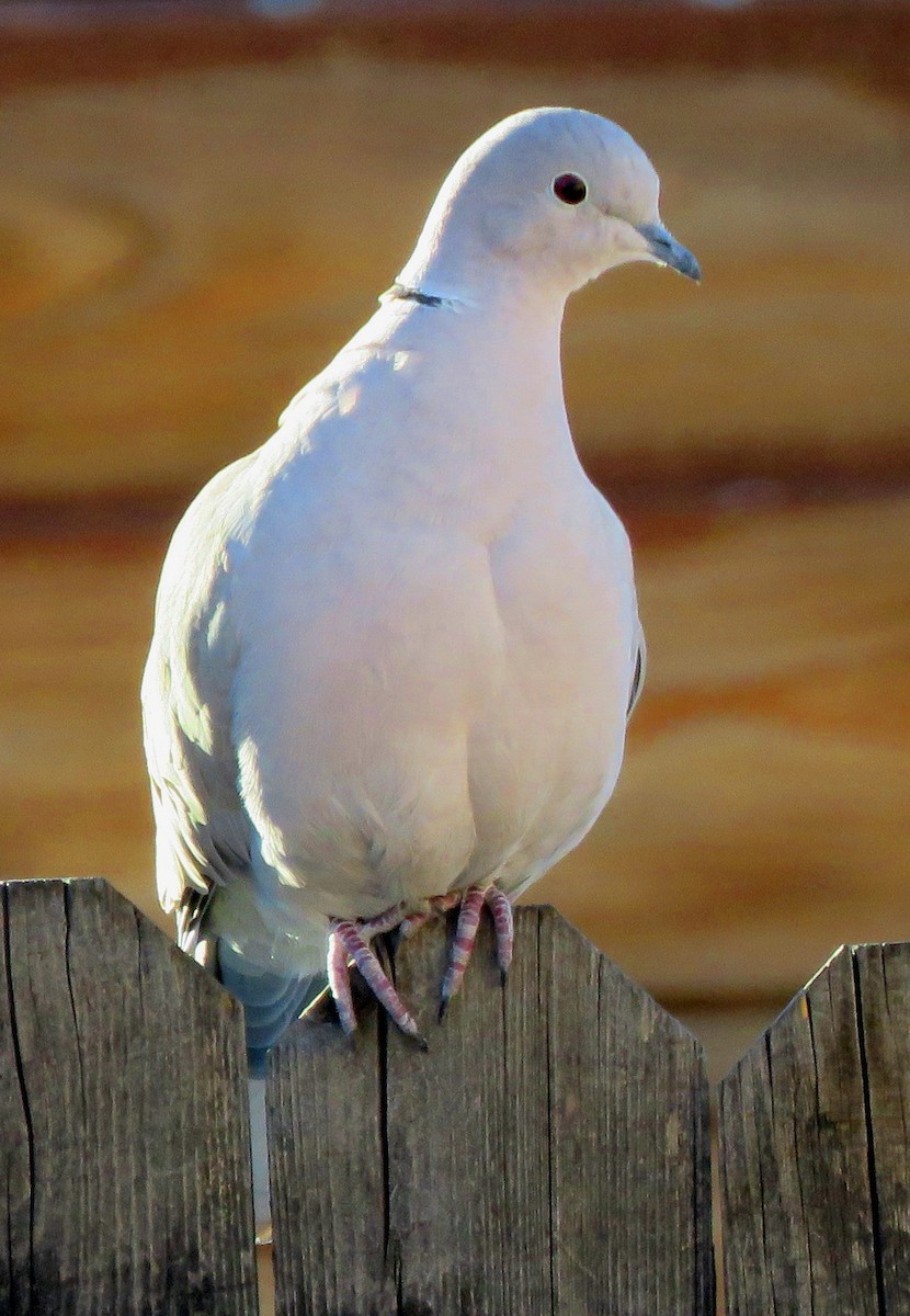 Eurasian Collared-Dove - ML289352551