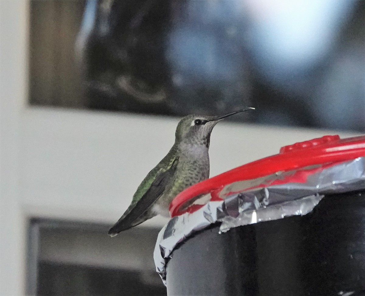 Anna's Hummingbird - ML289353341
