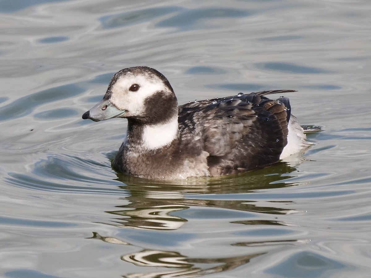 Long-tailed Duck - ML289354361