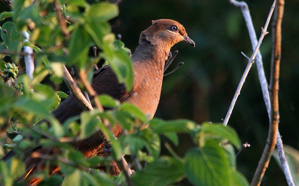 Brown Cuckoo-Dove - ML28936831