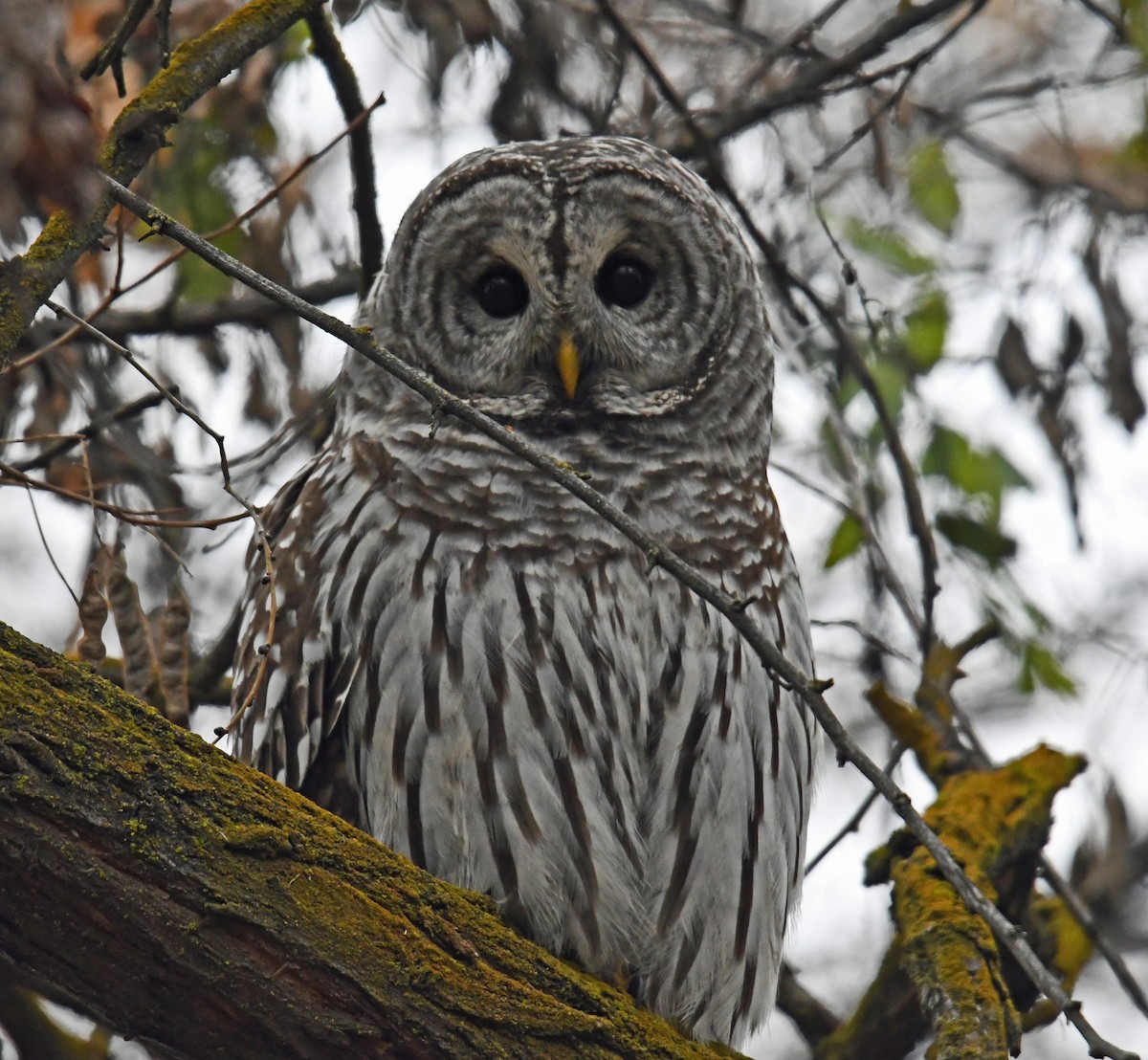 Barred Owl - Marilyn Hedges