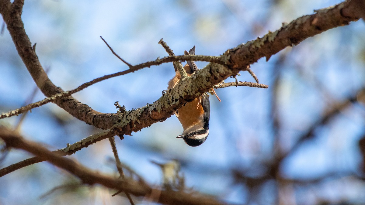 Red-breasted Nuthatch - ML289371721