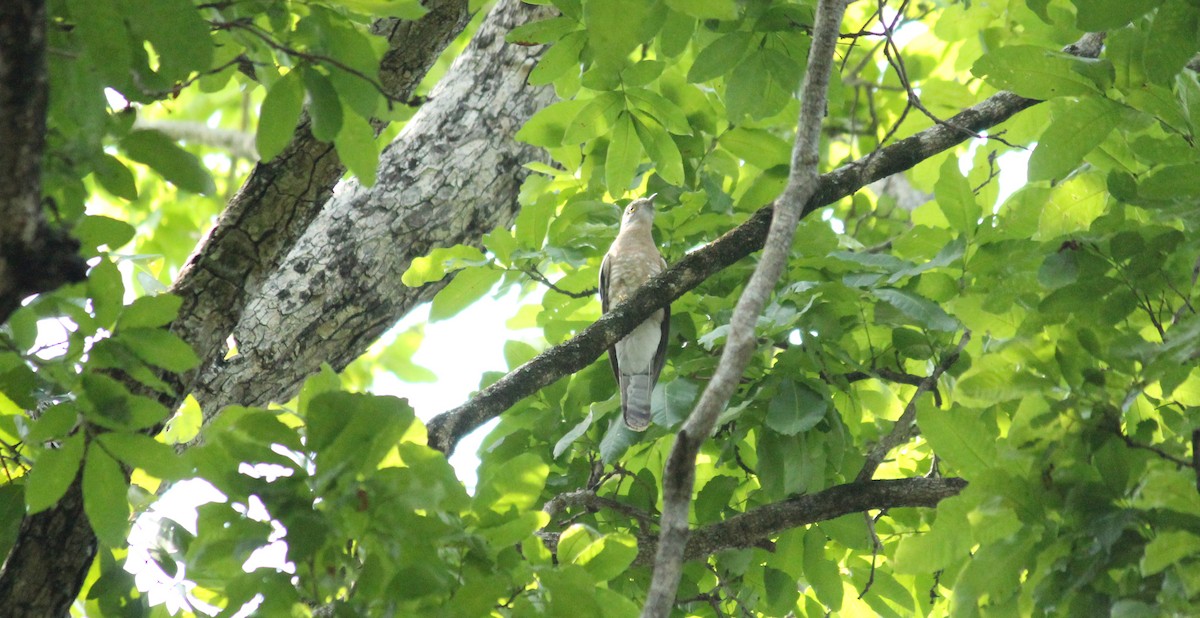 Common Hawk-Cuckoo - Shanmugam Kalidass