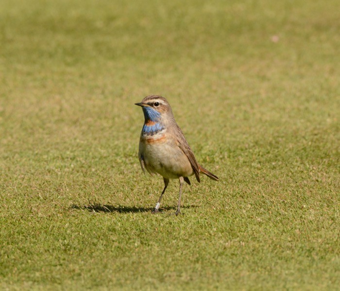 Bluethroat (Red-spotted) - ML28937441