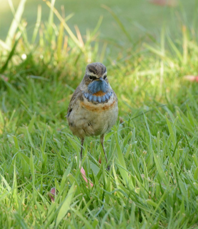 Bluethroat (Red-spotted) - ML28937451