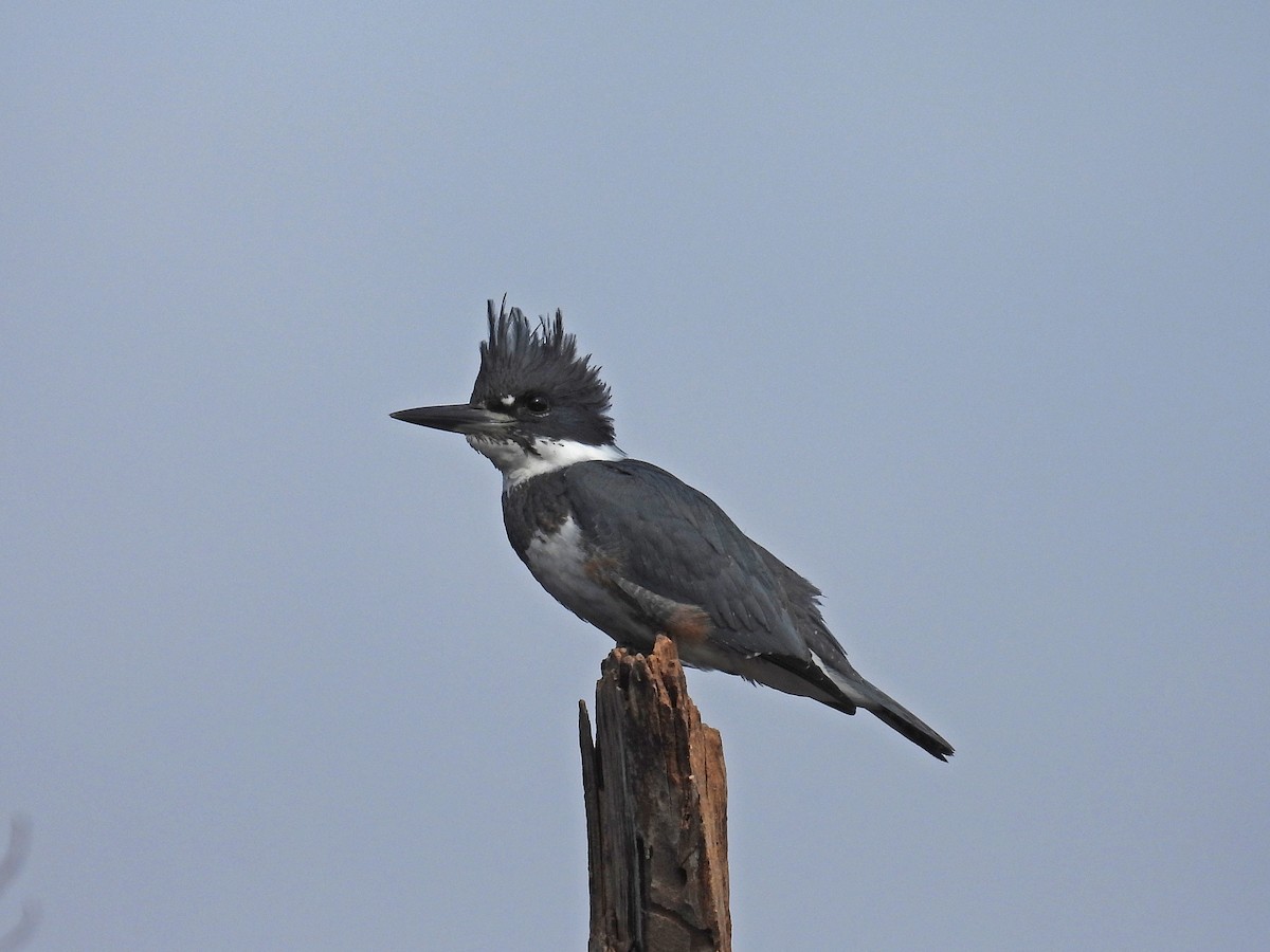Belted Kingfisher - ML289377921