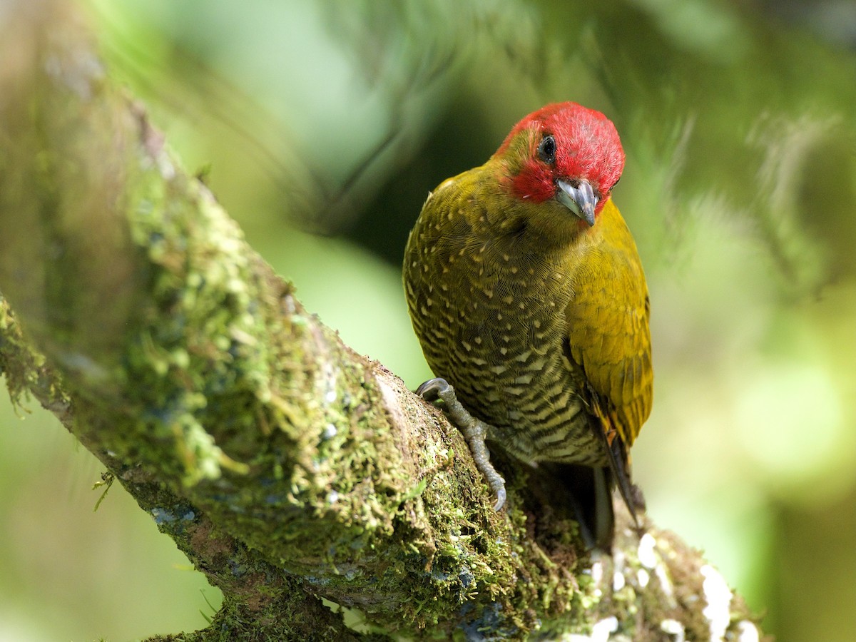 Rufous-winged Woodpecker - ML289381661