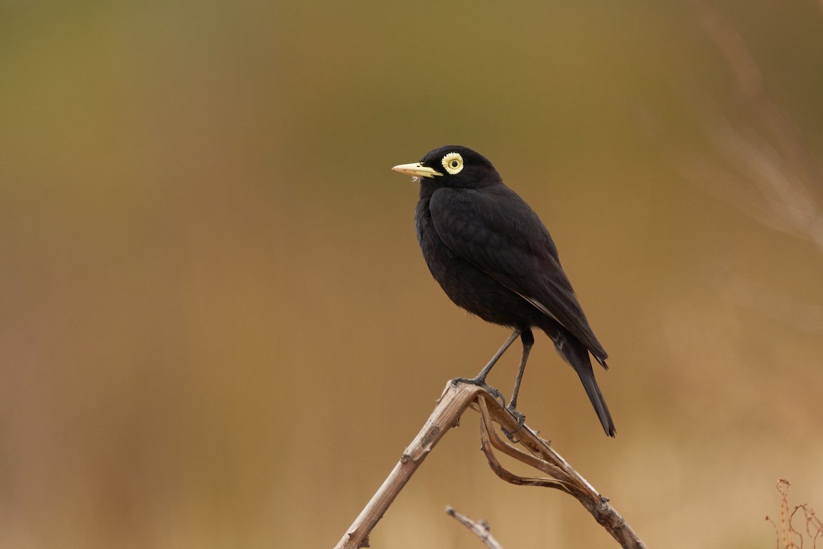 Spectacled Tyrant - ML289382781
