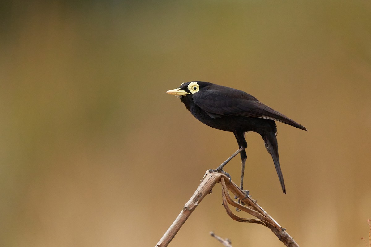 Spectacled Tyrant - ML289382861