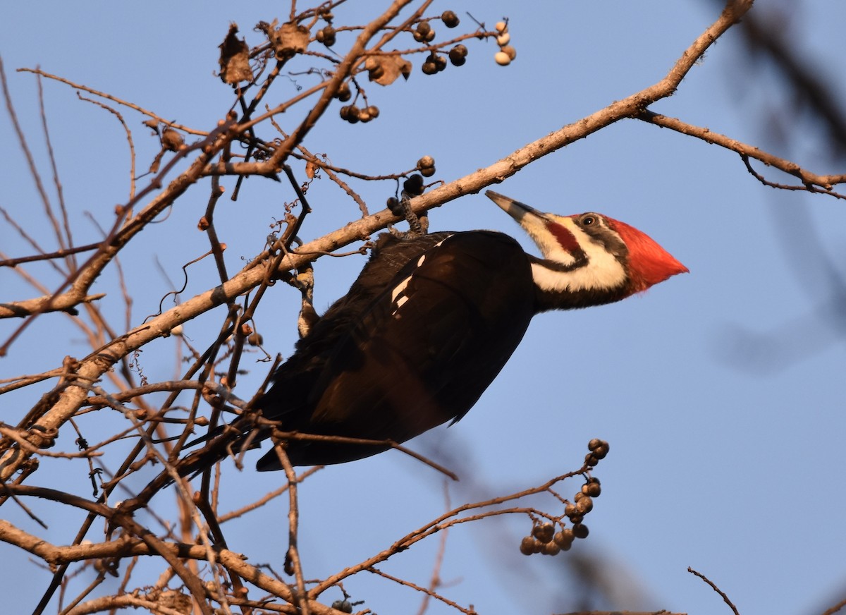 Pileated Woodpecker - ML289385821