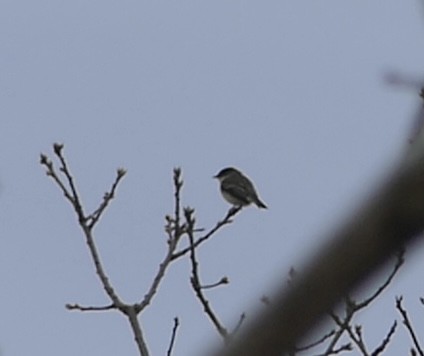 Eastern Phoebe - Russell Taylor