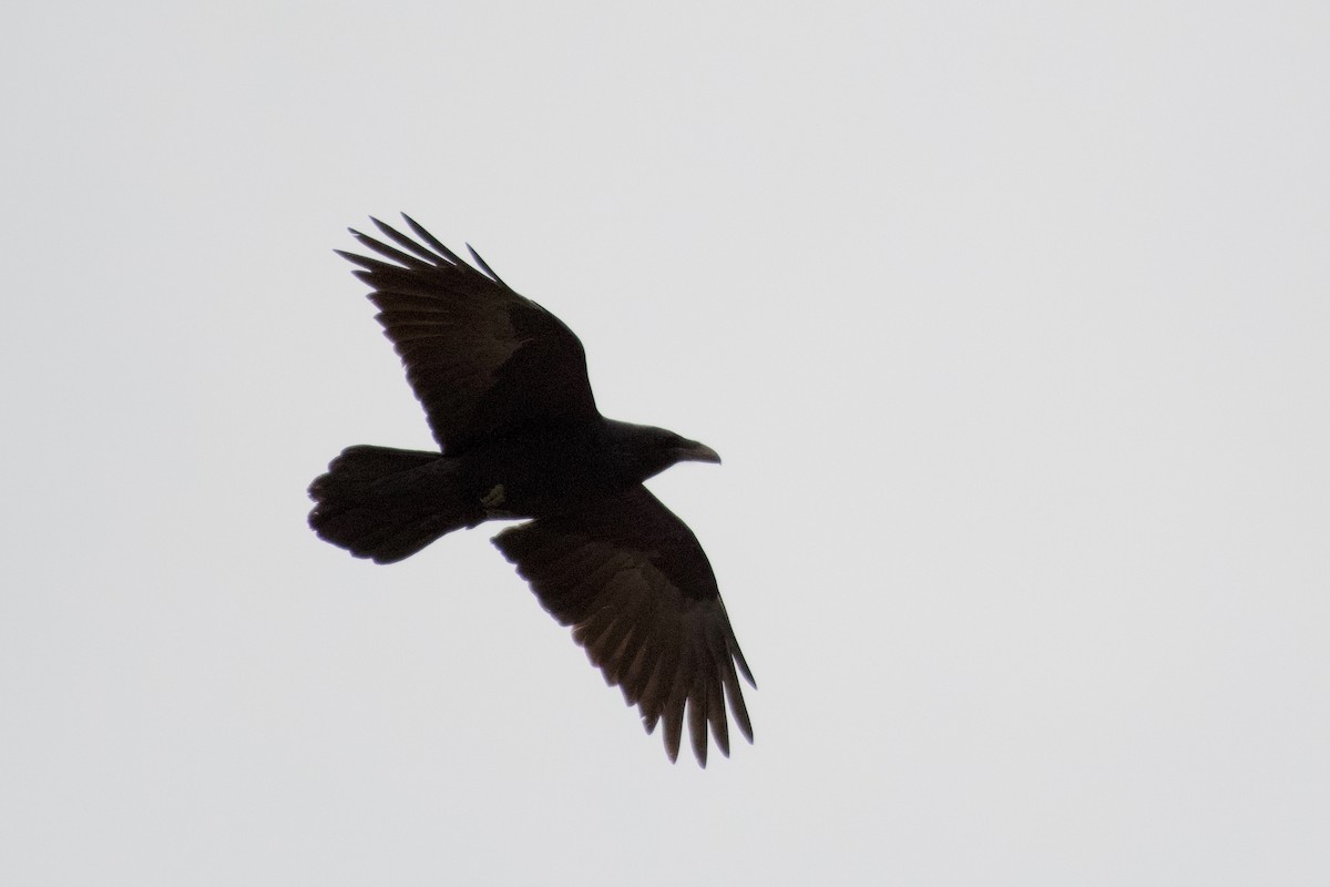 Common Raven - Christian  Nunes