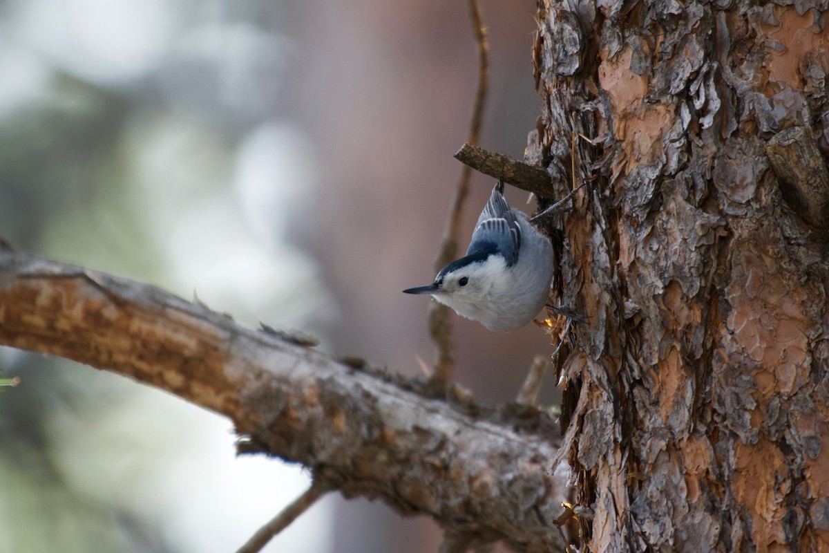 White-breasted Nuthatch (Interior West) - ML289392471