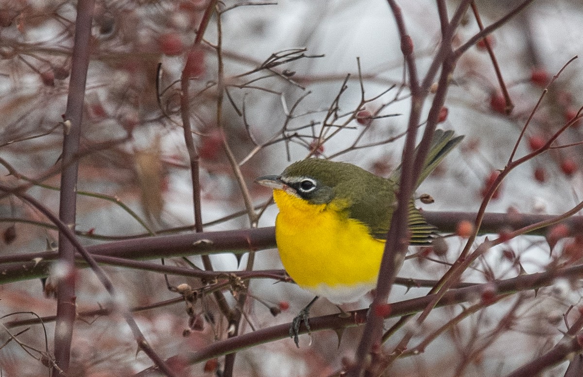 Yellow-breasted Chat - ML289393651