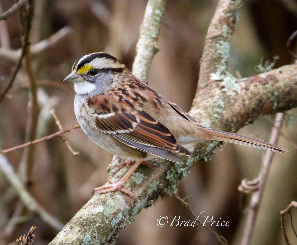 White-throated Sparrow - Brad Price