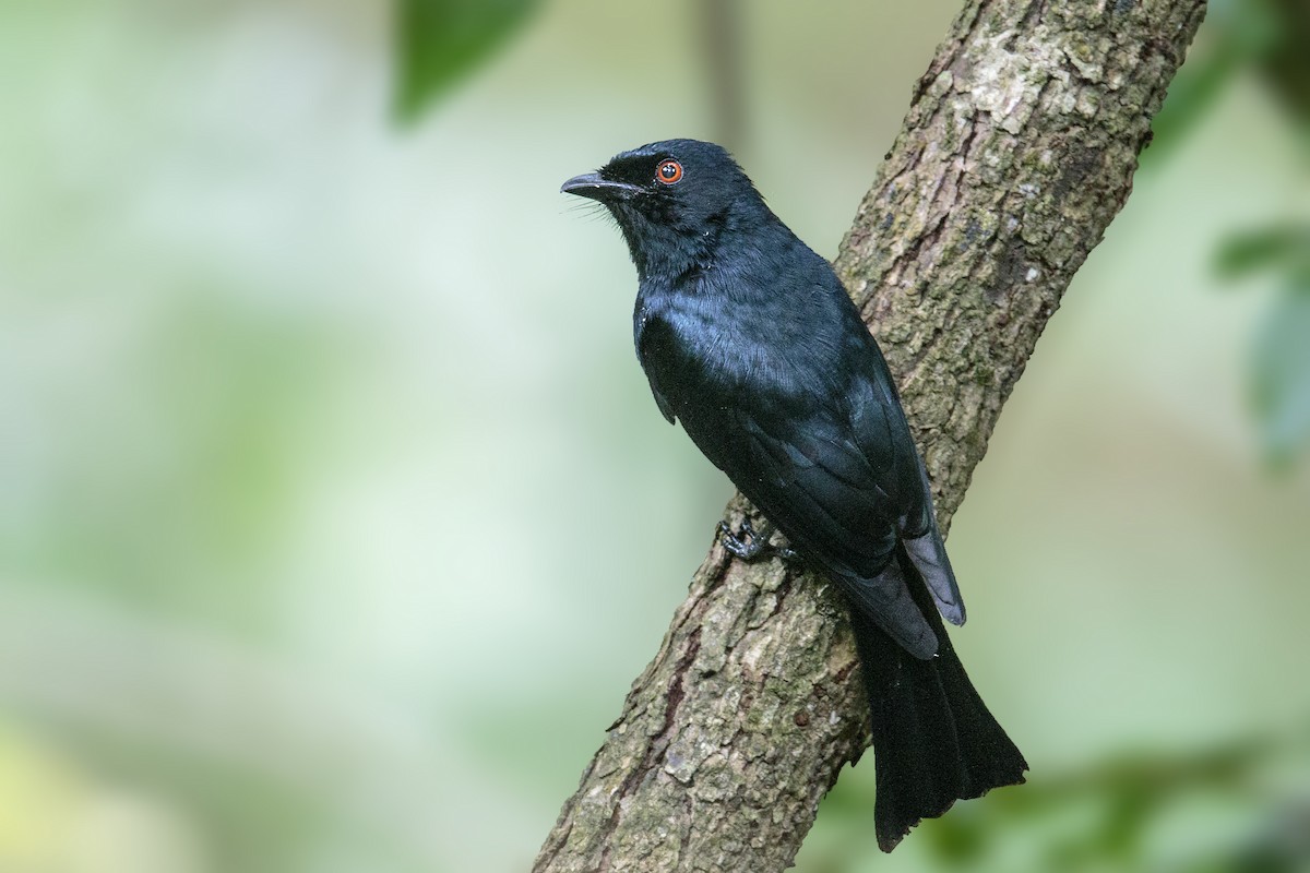 Square-tailed Drongo - ML289394741