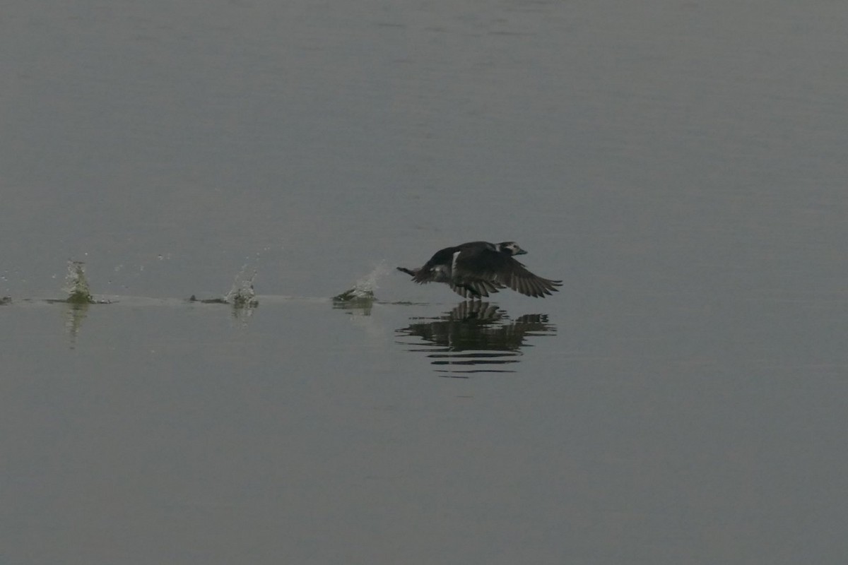 Long-tailed Duck - ML289395221