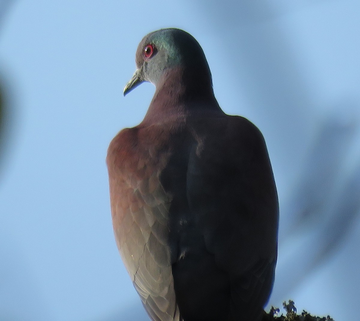 Pale-vented Pigeon - John Pratt
