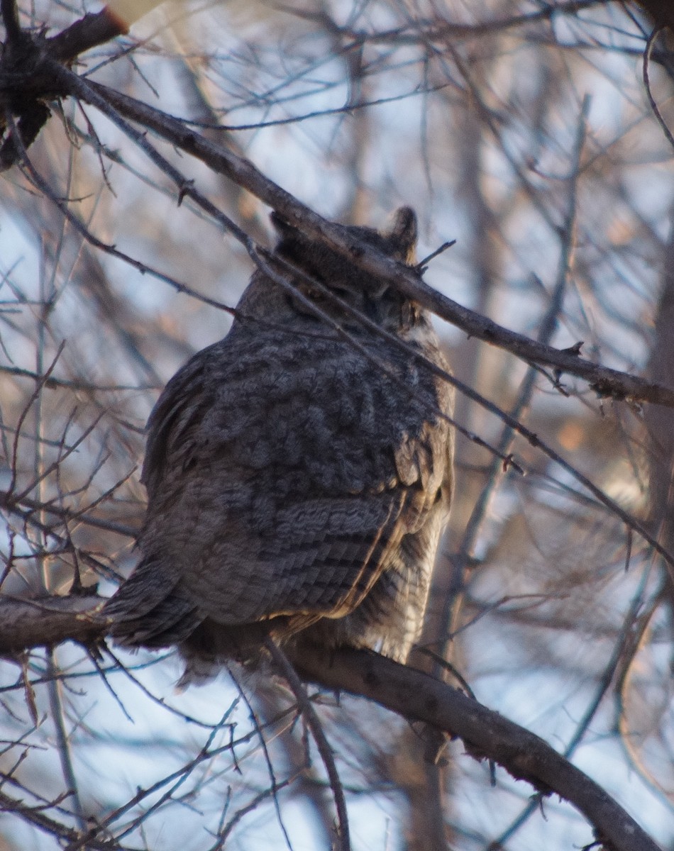 Great Horned Owl - ML289401071
