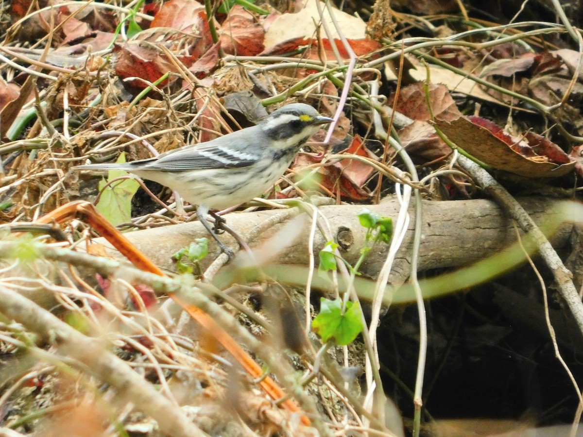 Black-throated Gray Warbler - ML289403691