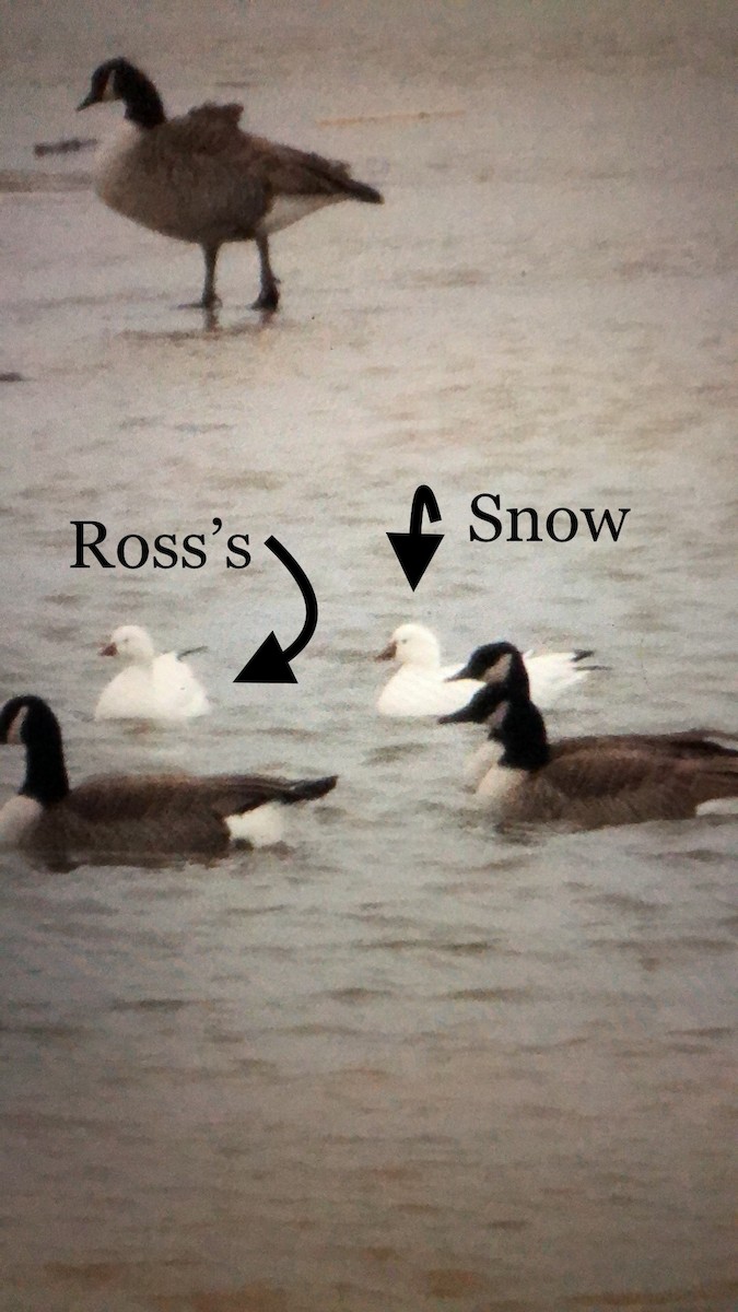 Ross's Goose - ML289407001