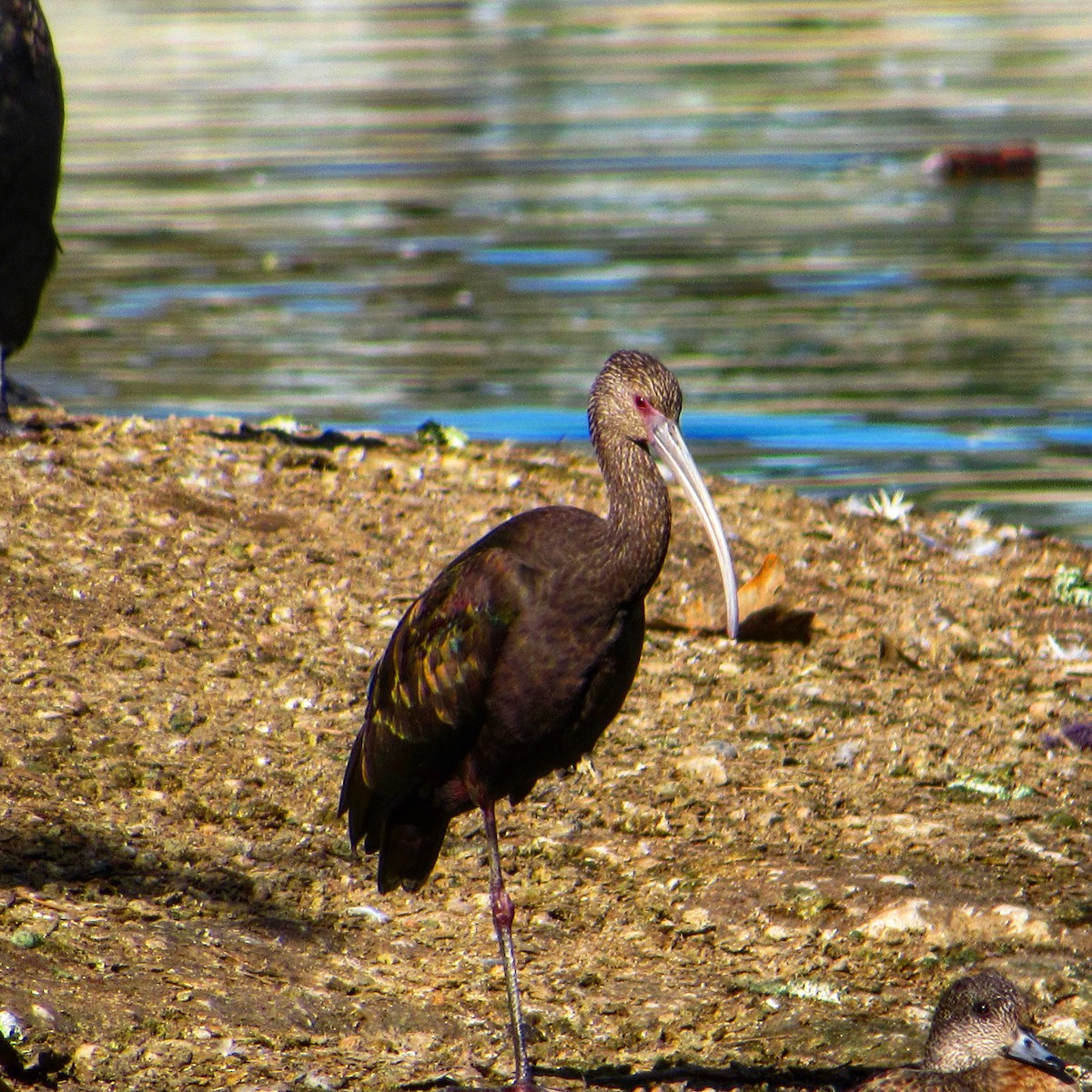 ibis americký - ML289409811