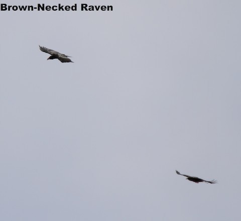 Brown-necked Raven - ML289410921