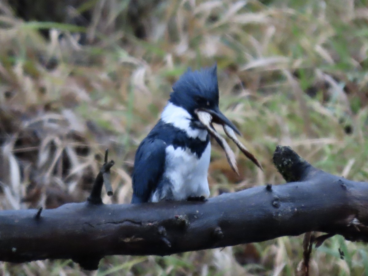 Belted Kingfisher - ML289411091