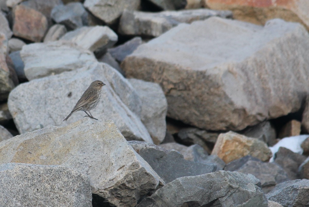 Band-tailed Sierra Finch - ML289411351