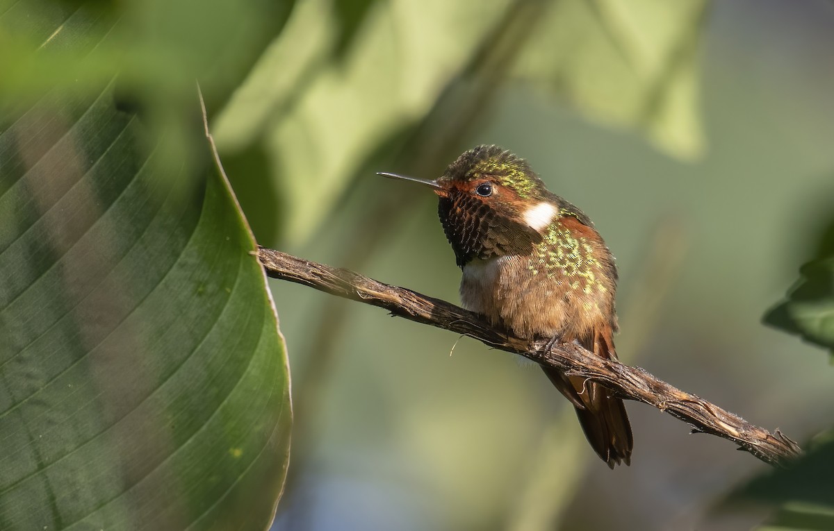 Scintillant Hummingbird - ML289413671