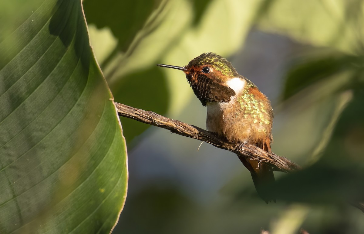 Scintillant Hummingbird - Marky Mutchler