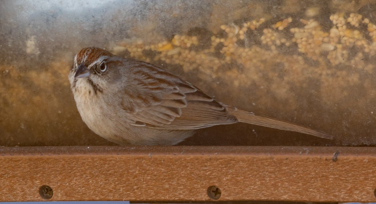 Rufous-crowned Sparrow - ML289416181