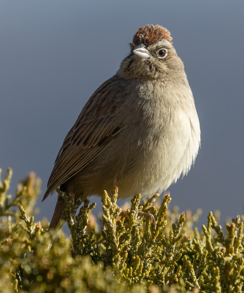 Rufous-crowned Sparrow - ML289416221
