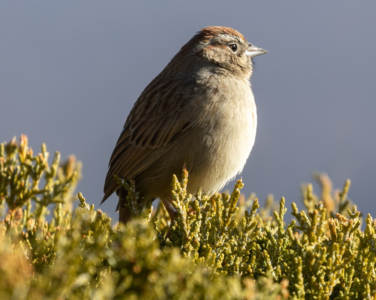 Rufous-crowned Sparrow - Rebecca Shankland