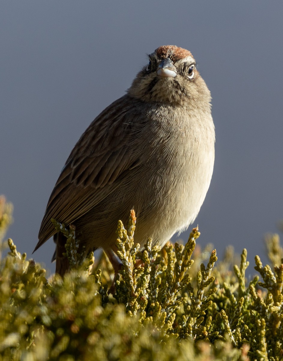 Rufous-crowned Sparrow - ML289416371