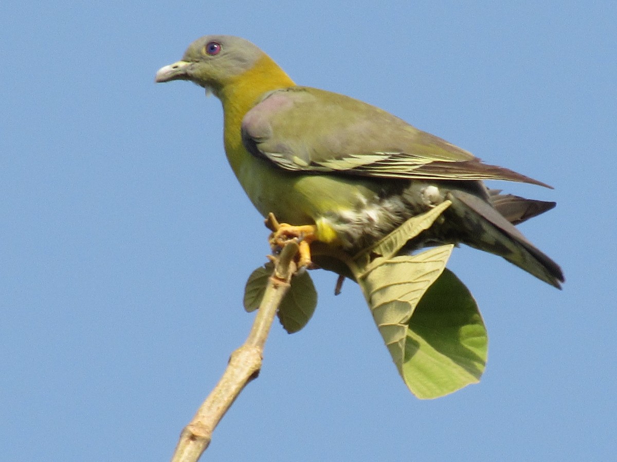 Yellow-footed Green-Pigeon - Sandhya Lenka