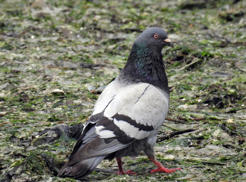 Rock Pigeon (Feral Pigeon) - Marcio Kerbage