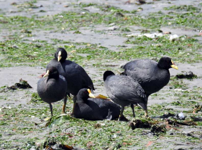 White-winged Coot - Marcio Kerbage