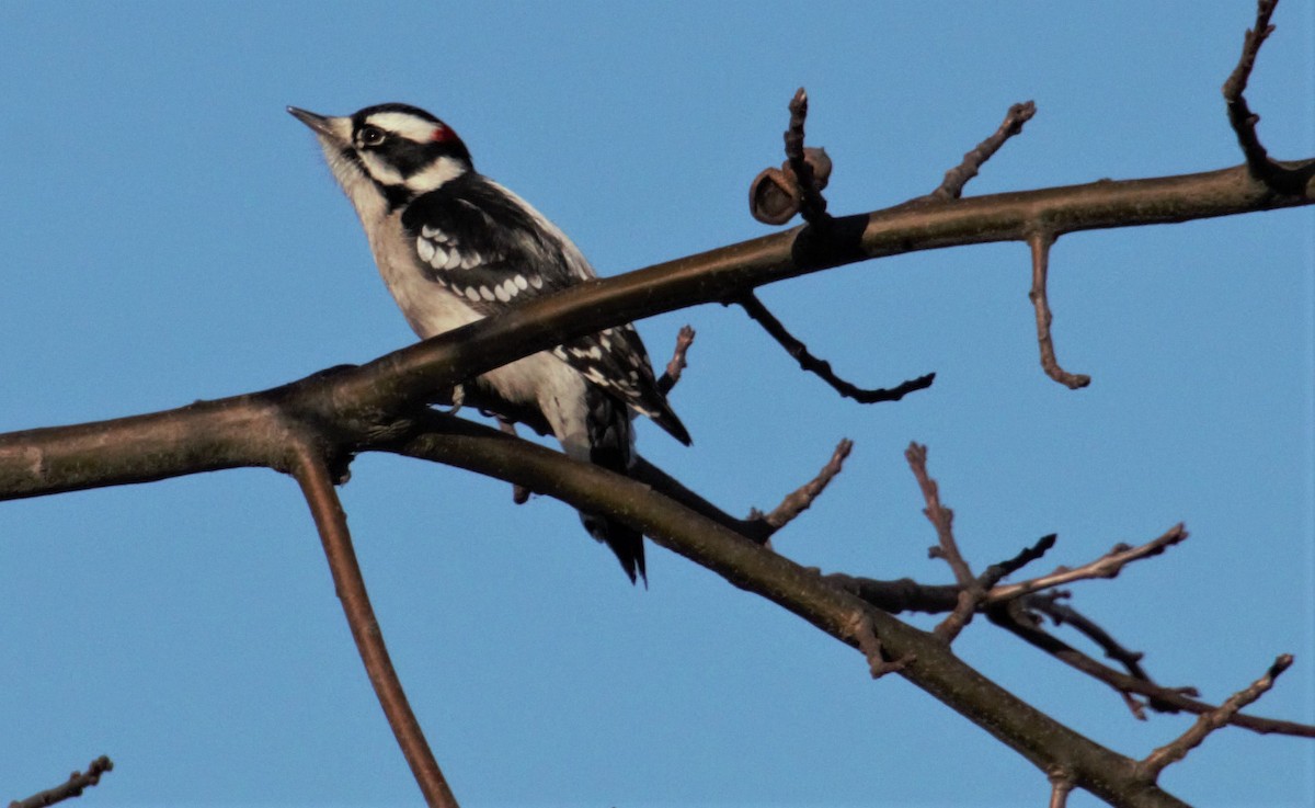 Downy Woodpecker - ML289421411