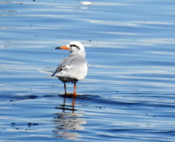 Snowy-crowned Tern - ML289421651