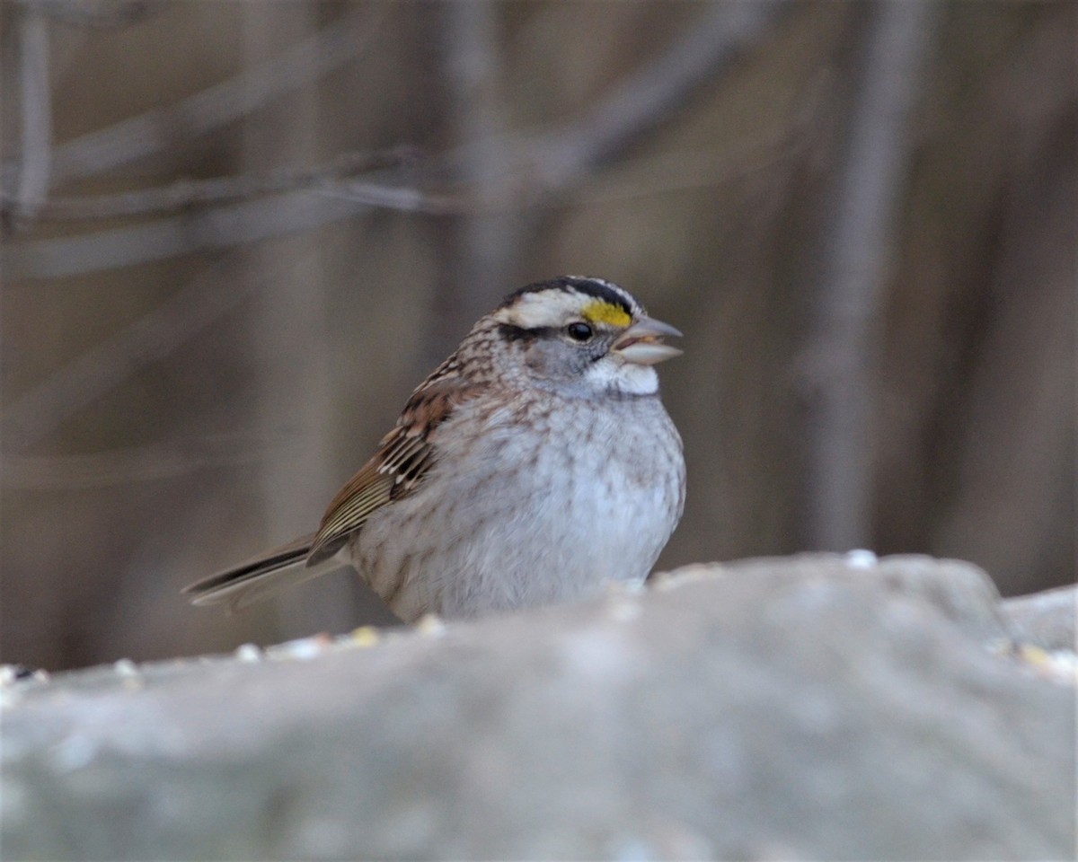 White-throated Sparrow - ML289428321