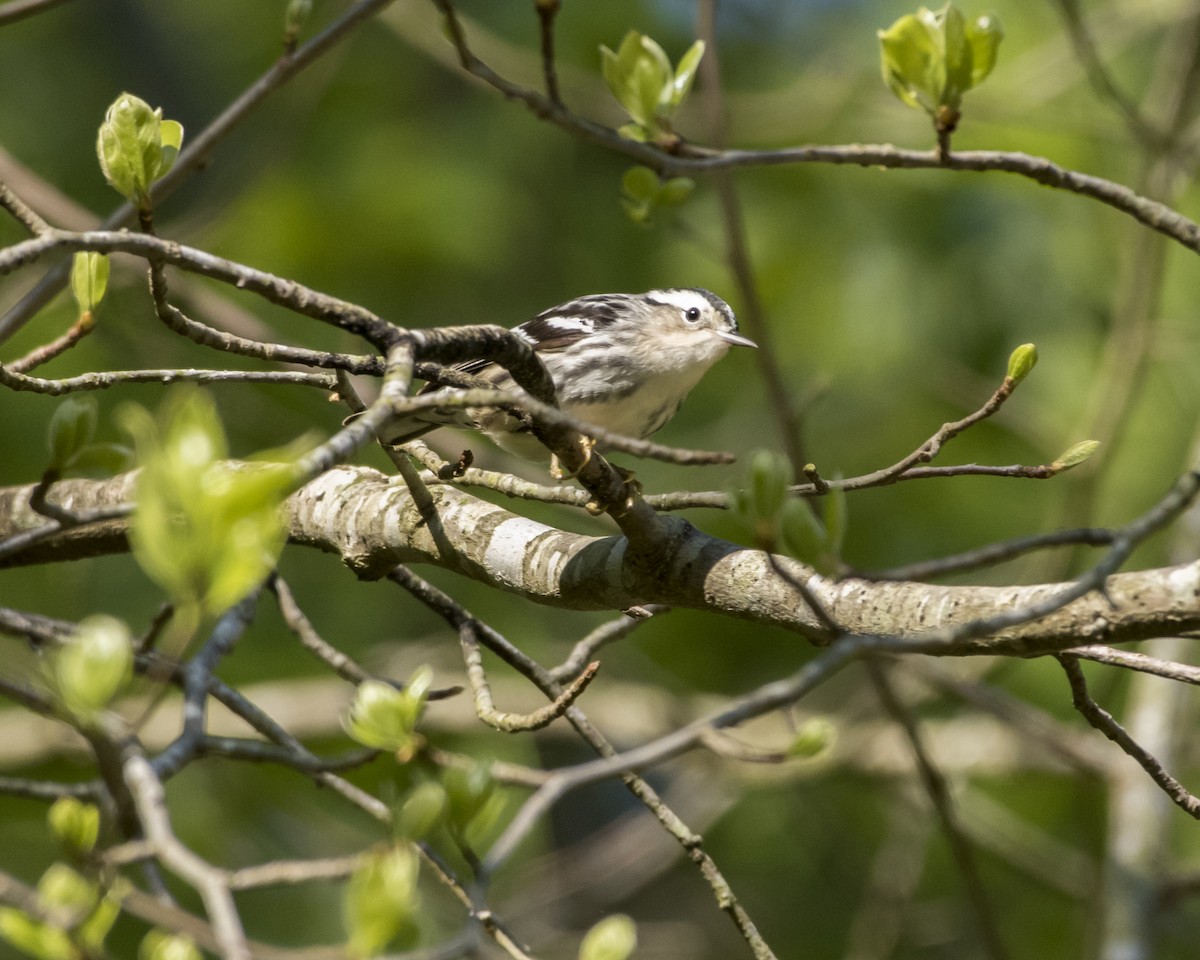 Black-and-white Warbler - ML28943361
