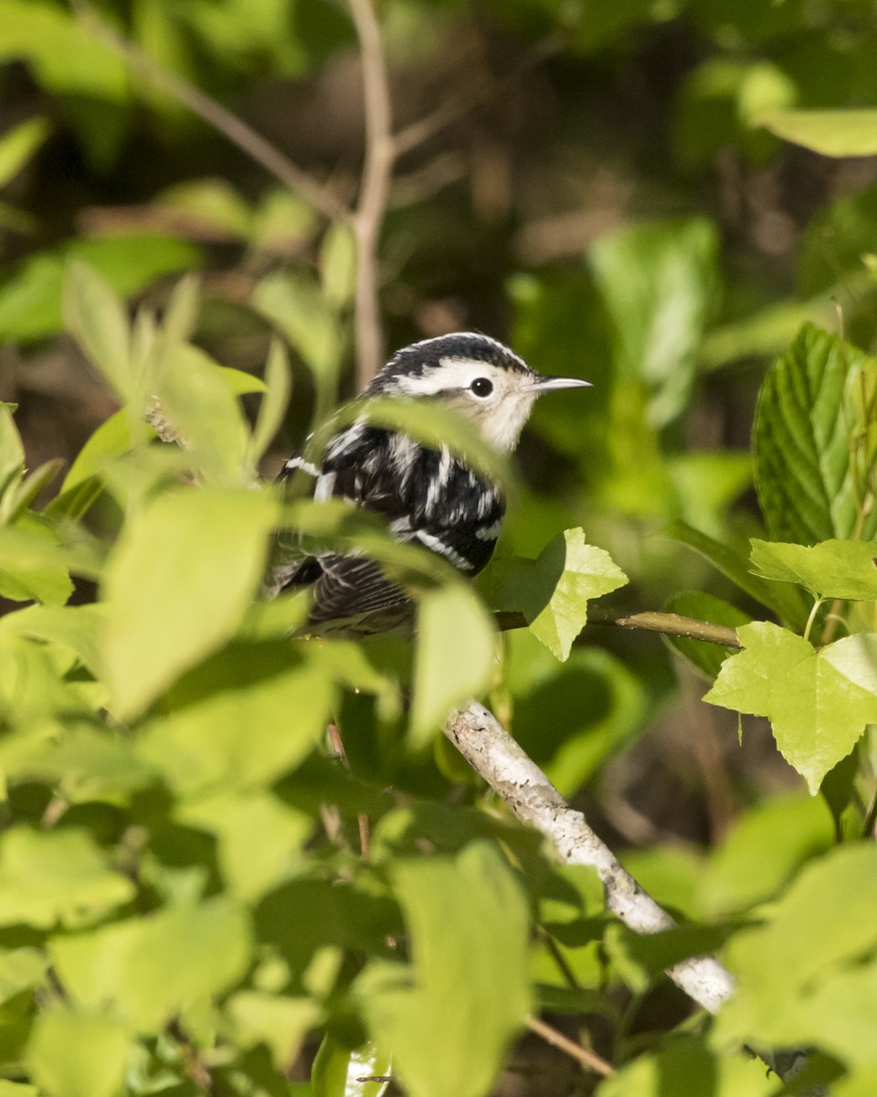Black-and-white Warbler - ML28943371