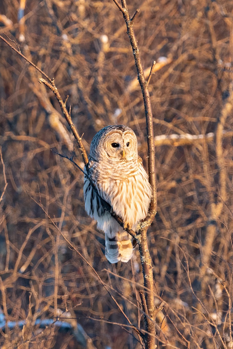 Barred Owl - ML289435761