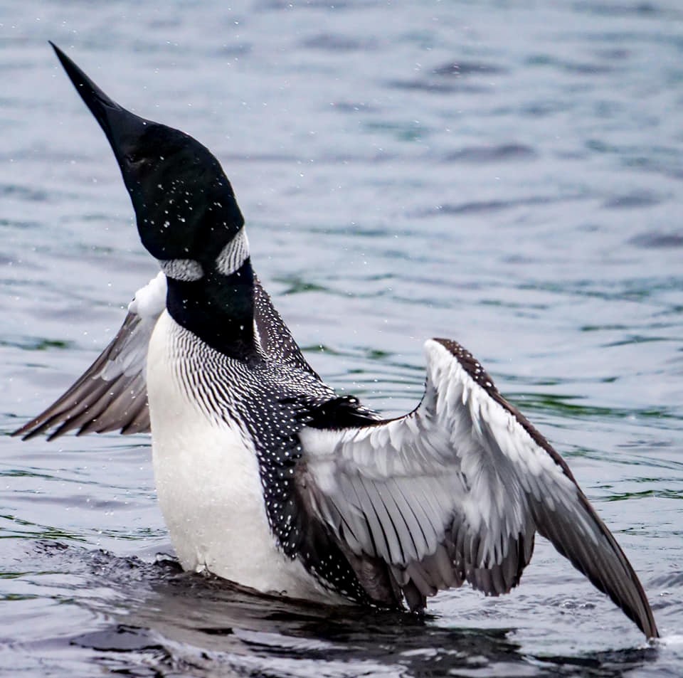 Common Loon - Roger Horn
