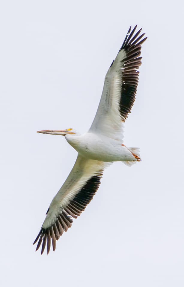 American White Pelican - Roger Horn