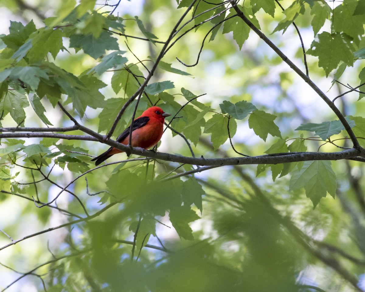 Scarlet Tanager - ML28943661