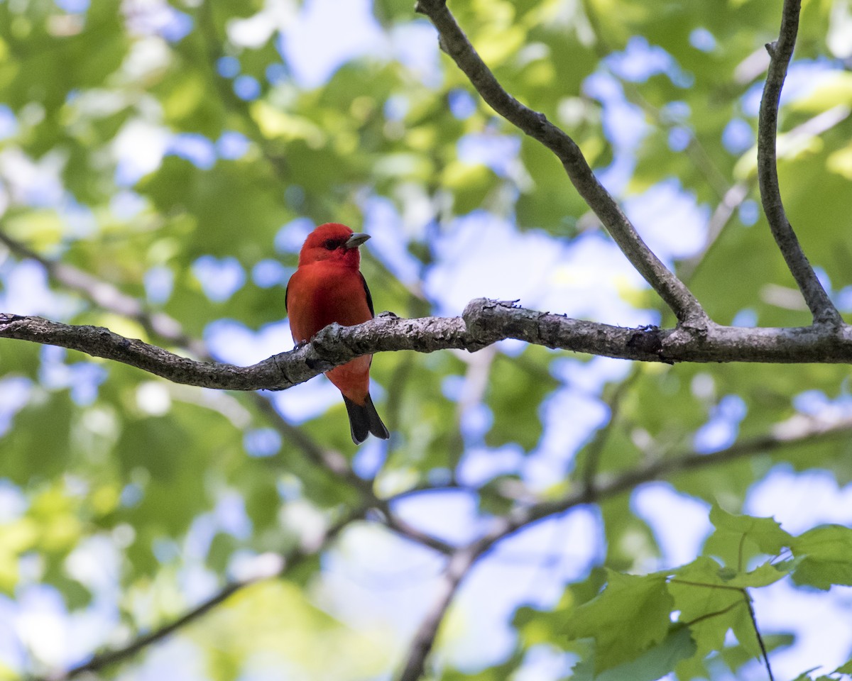 Scarlet Tanager - ML28943671