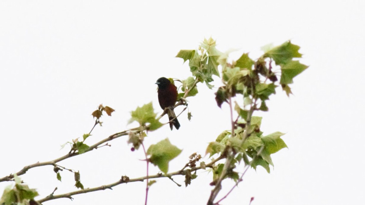 Orchard Oriole - ML289439421