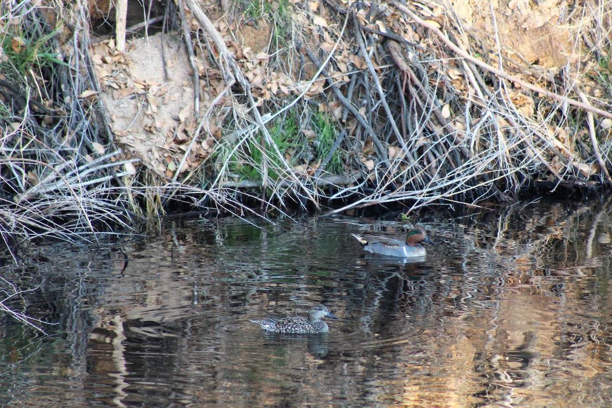 Green-winged Teal - ML289440511